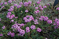 Warley Rose Stone Cress (Aethionema armenum 'Warley Rose') at Lakeshore Garden Centres
