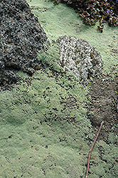 Sheep Plant (Raoulia lutescens) at Lakeshore Garden Centres