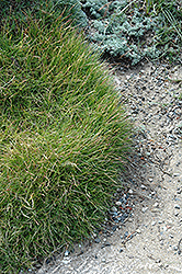 Bearskin Fescue (Festuca scoparia 'Pic Carlit') at Lakeshore Garden Centres
