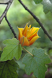 Monkey Hand Tree (Chiranthofremontia x lenzii) at Lakeshore Garden Centres