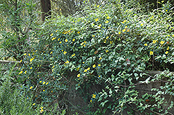 Island Bush Poppy (Dendromecon harfordii) at Lakeshore Garden Centres