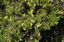 Sparkles Hinoki Falsecypress (Chamaecyparis obtusa 'Sparkles') at Lakeshore Garden Centres