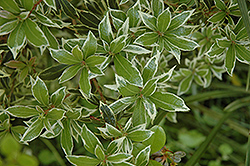 Little Heath Green Japanese Pieris (Pieris japonica 'Little Heath Green') at Lakeshore Garden Centres