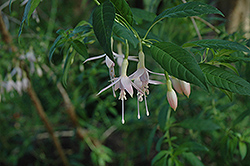 Mrs. W.P. Wood Fuchsia (Fuchsia 'Mrs. W.P. Wood') at Lakeshore Garden Centres