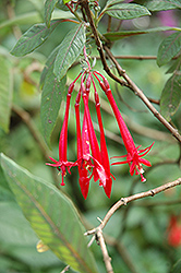 Mary Fuchsia (Fuchsia 'Mary') at Lakeshore Garden Centres