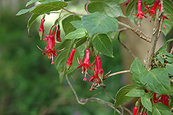 Baby Chang Fuchsia (Fuchsia 'Baby Chang') at Lakeshore Garden Centres
