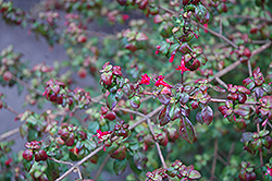 Small Leaf Fuchsia (Fuchsia microphylla) at Lakeshore Garden Centres