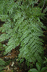 Hen and Chicken Fern (Asplenium bulbiferum) at Lakeshore Garden Centres