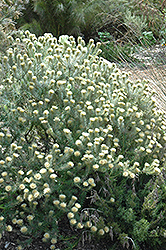 Featherhead (Phylica pubescens) at Lakeshore Garden Centres