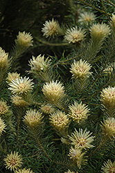 Featherhead (Phylica pubescens) at Lakeshore Garden Centres