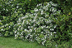 Mexican Mock Orange (Choisya ternata) at Lakeshore Garden Centres