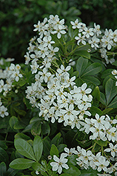 Mexican Mock Orange (Choisya ternata) at Lakeshore Garden Centres