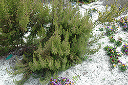 Fire Heath (Erica cerinthoides) at Lakeshore Garden Centres