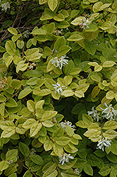 White-Flowered Chinese Fringeflower (Loropetalum chinense 'Album') at Lakeshore Garden Centres
