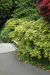 White-Flowered Chinese Fringeflower (Loropetalum chinense 'Album') at Lakeshore Garden Centres