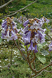 Lilacina Empress Tree (Paulownia tomentosa 'Lilacina') at Lakeshore Garden Centres
