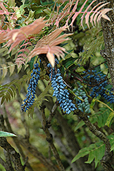 Chinese Mahonia (Mahonia lomariifolia) at Lakeshore Garden Centres