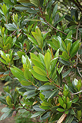 Strawberry Tree (Arbutus unedo) at Lakeshore Garden Centres