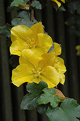 California Glory Fremontodendron (Fremontodendron 'California Glory') at Lakeshore Garden Centres