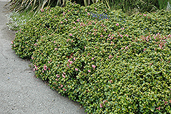 Lou Allen Escallonia (Escallonia 'Lou Allen') at Lakeshore Garden Centres