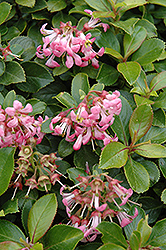 Lou Allen Escallonia (Escallonia 'Lou Allen') at Lakeshore Garden Centres