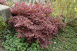 Pipa's Red Fringeflower (Loropetalum chinense 'Pipa's Red') at Lakeshore Garden Centres
