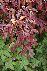 Pipa's Red Fringeflower (Loropetalum chinense 'Pipa's Red') at Lakeshore Garden Centres