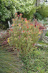 Safari Sunset Conebush (Leucadendron 'Safari Sunset') at Lakeshore Garden Centres