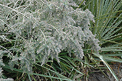Gray Honey Myrtle (Melaleuca incana) at Lakeshore Garden Centres