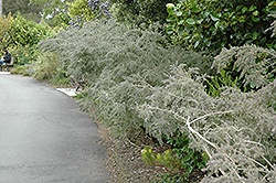 Gray Honey Myrtle (Melaleuca incana) at Lakeshore Garden Centres