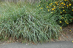 Canyon Prince Giant Wild Rye (Leymus condensatus 'Canyon Prince') at Lakeshore Garden Centres