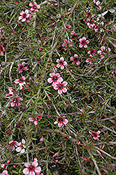 Pink Cascade Tea-Tree (Leptospermum scoparium 'Pink Cascade') at Lakeshore Garden Centres