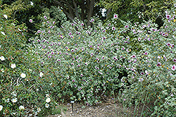 Tree Mallow (Lavatera bicolor) at Lakeshore Garden Centres