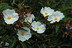 Blanche White Rockrose (Cistus ladanifer 'Blanche') at Lakeshore Garden Centres