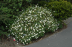 Sageleaf Rockrose (Cistus salviifolius) at Lakeshore Garden Centres
