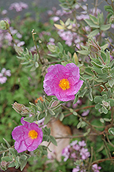 Rockrose (Cistus albidus) at Lakeshore Garden Centres