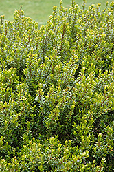 Dwarf Myrtle (Myrtus communis 'Compacta') at Lakeshore Garden Centres