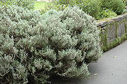 Cotton Lavender (Santolina chamaecyparissus) at Lakeshore Garden Centres