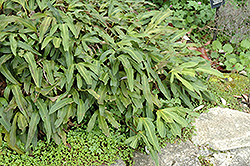 Felt Fern (Pyrrosia hastata) at Lakeshore Garden Centres
