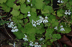 Apple Scented Geranium (Pelargonium odoratissimum 'Apple') at Lakeshore Garden Centres