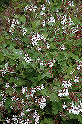 Pine Scented Geranium (Pelargonium x fragrans 'Pine') at Lakeshore Garden Centres