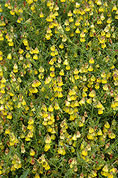 Honeybells (Hermannia verticillata) at Lakeshore Garden Centres