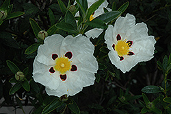 Sulcatus Rockrose (Cistus ladanifer 'Sulcatus') at Lakeshore Garden Centres