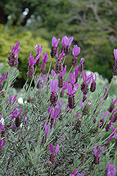 Otto Quast Spanish Lavender (Lavandula stoechas 'Otto Quast') at Lakeshore Garden Centres