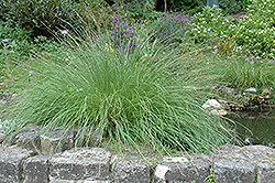 Naked Sedge (Carex nudata) at Lakeshore Garden Centres