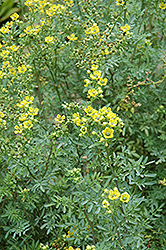 Fringed Rue (Ruta chalepensis) at Lakeshore Garden Centres