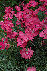 Grandiflorus Cheddar Pinks (Dianthus gratianopolitanus 'Grandiflorus') at Lakeshore Garden Centres