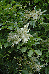 Flowering Ash (Fraxinus ornus) at Lakeshore Garden Centres