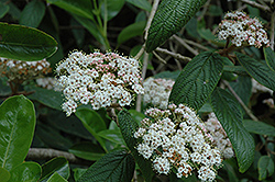 Sweet Viburnum (Viburnum odoratissimum) at Lakeshore Garden Centres