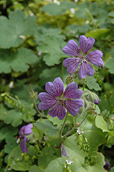 Terre Franche Renard's Geranium (Geranium renardii 'Terre Franche') at Lakeshore Garden Centres